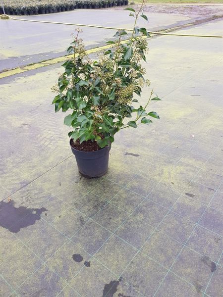 Hedera helix Arborescens (Ballen)