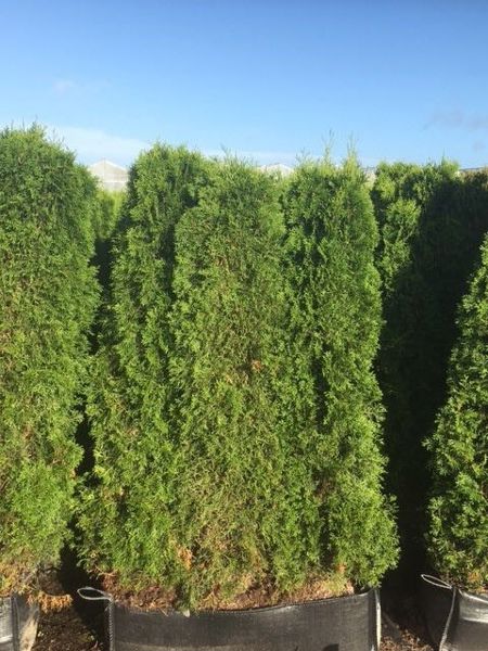 Thuja Smaragd