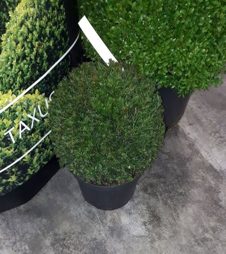 Taxus baccata Kugelform