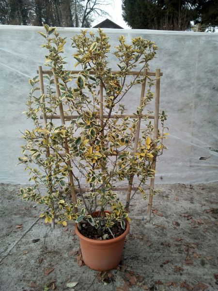 Eleagnus limelight