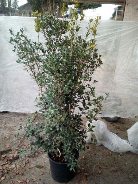 Osmanthus llicivolia