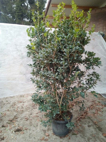 Osmanthus aquifolium