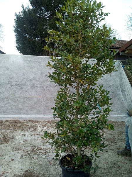 Ilex variegatum