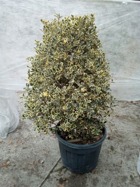 Euonymus bravo