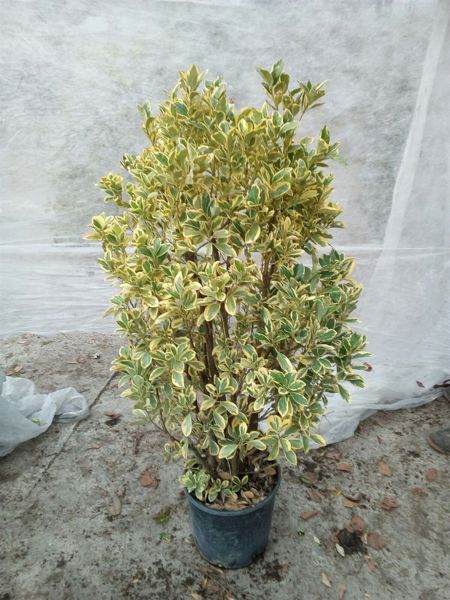 Euonymus aurea pictus