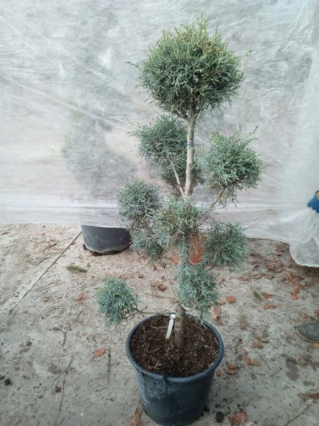 Juniperus Arisonica
