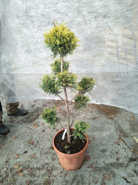 Cupressus goldtaler