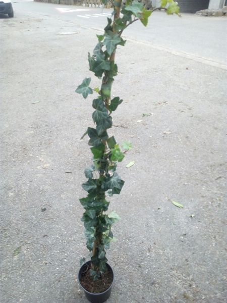 Hedera hybernica, Efeu (Kletterpflanze)