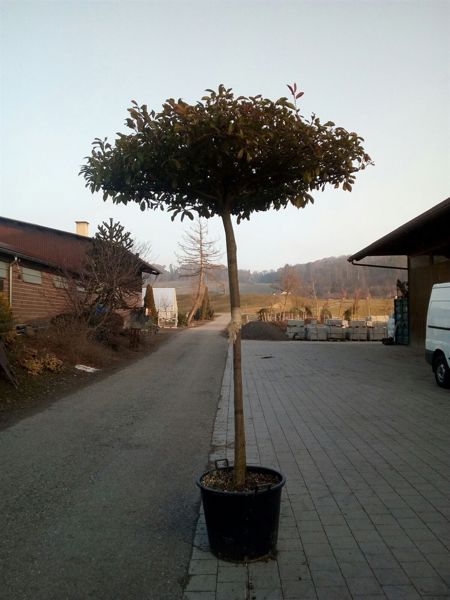 Photinia fraseri red Robin