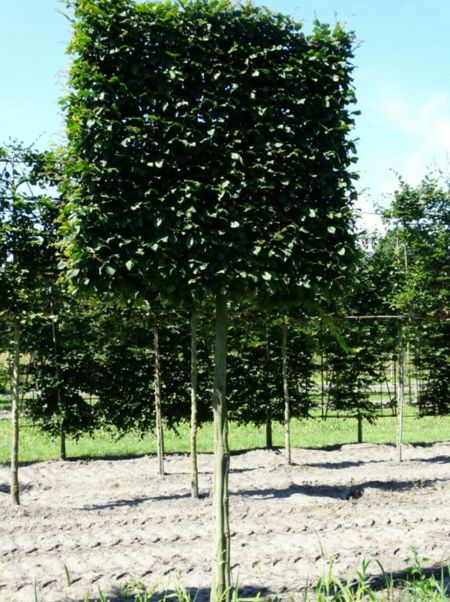 Hainbuche Carpinus Betulus (Spalier)