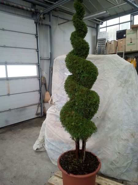 Thuja occ. Smaragd Spiral