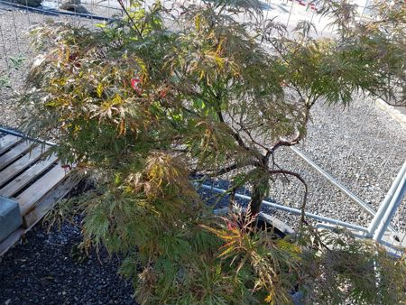 Acer Palmatum Garnet Solitär