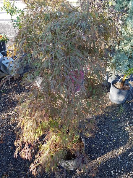 Acer Palmatum Garnet