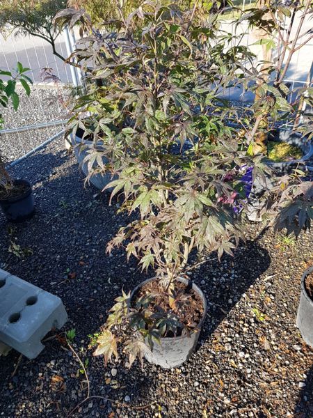 Acer Palmatum Bloodgood