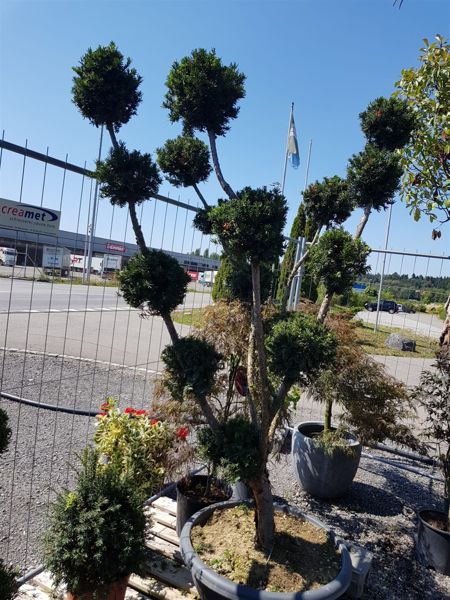 Taxus baccata (Formschnitt)