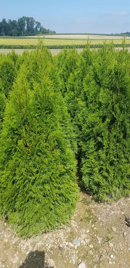 Thuja Smaragd Premium Qualität (Ballen)