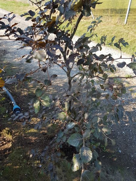 Fagus Sylvatica, Rotbuche (Ballen)