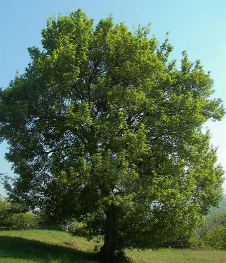 Acer Campestre (Feldahorn)
