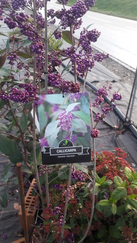 callicarpa bodinieri profusion