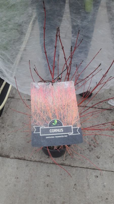 Cornus Sanguinea Midwinter Fire