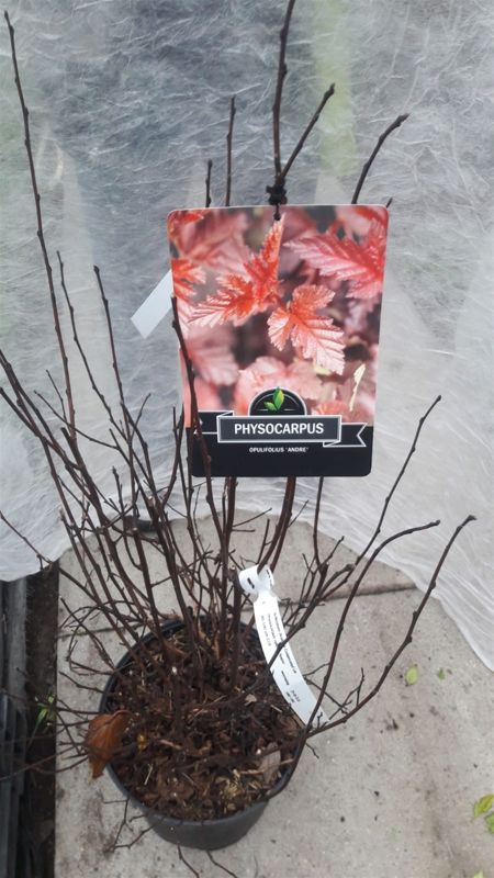 Physocarpus Opulifolius Andre