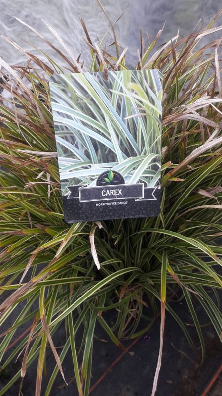 Carex Morrowii Ice Dance