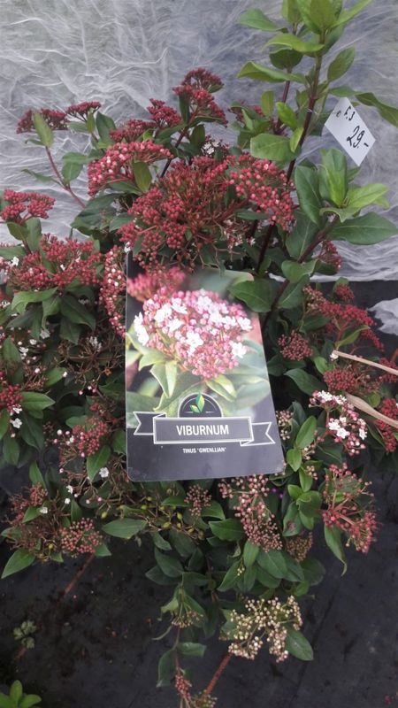 Viburnum Tinus Gwenllian