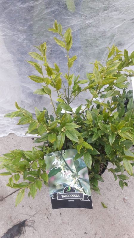 Sarcococca Confusa