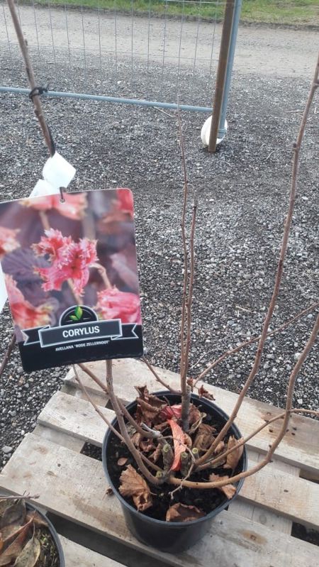 Corylus Avellana Rode Zellernoot