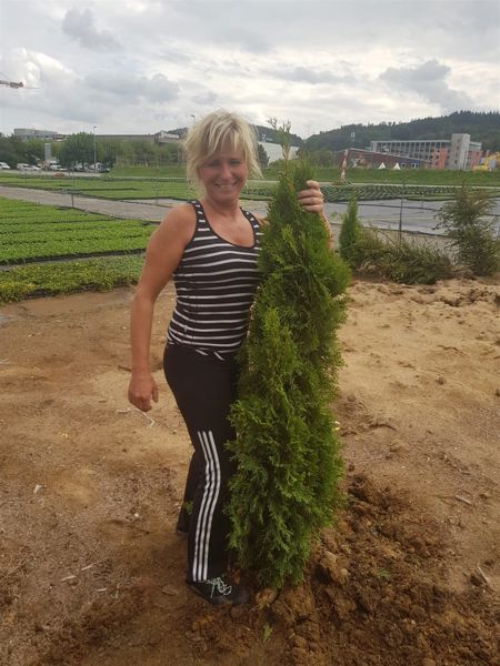 Thuja Occidentatis Smaragd (Ballen)