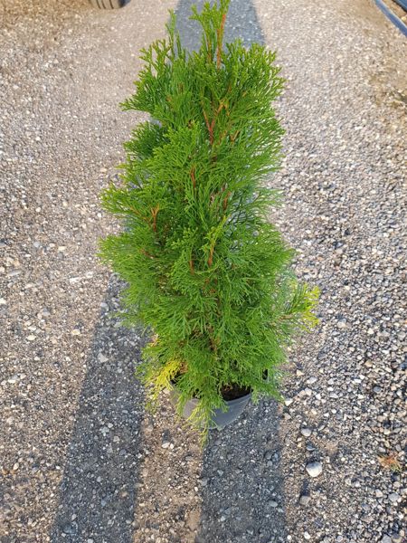 Thuja Occidentatis Smaragd (Ballen)