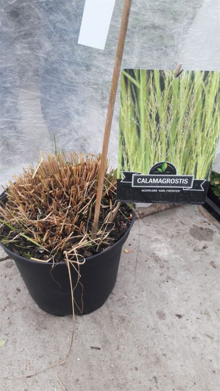 Calamagrostis Acutiflora Karl Foerster