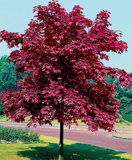 Acer Planatoides 'Crimson King' (Blutahorn)