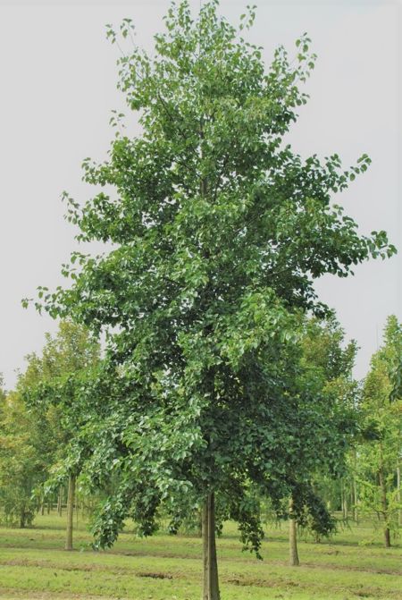 Alnus cordata (herzblättrige Erle)