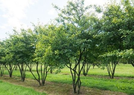 Amelanchier lamarckii (Kupfer-Felsenbirne)