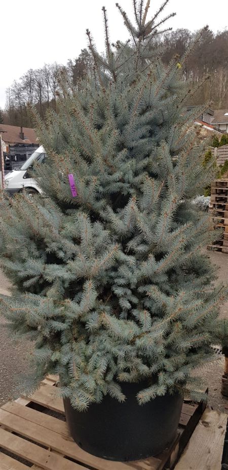 Picea Pungens Blue Diamond