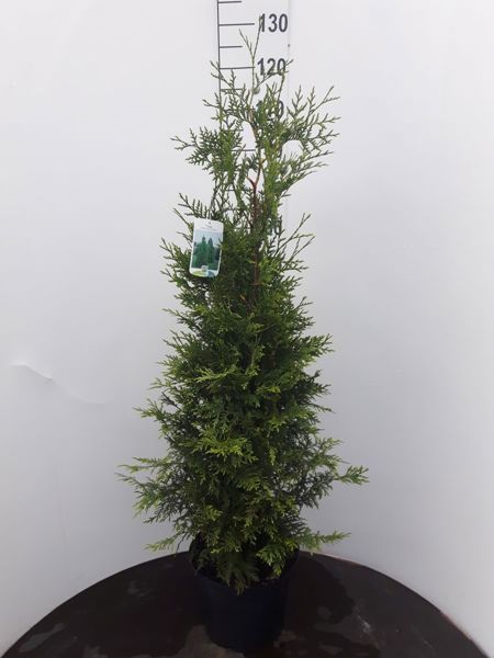 Thuja Brabant, Lebensbaum (Ballen)