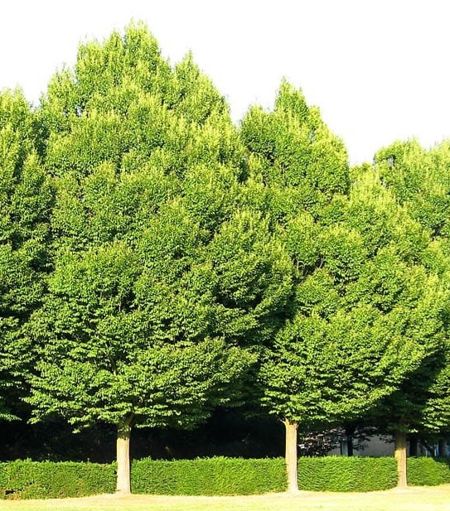 Carpinus betulus (Hainbuche)