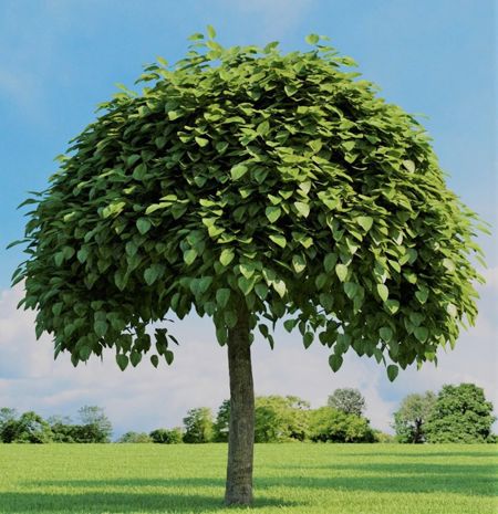 Catalpa bignonionides (gewöhnlicher Trompetenbaum)