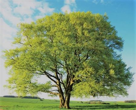 Fagus sylvatica (Gemeine Buche)