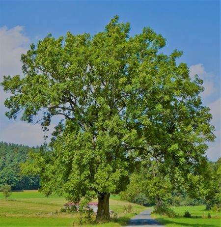 Ostrya carpinifolia (Europäische Hopfenbuche)