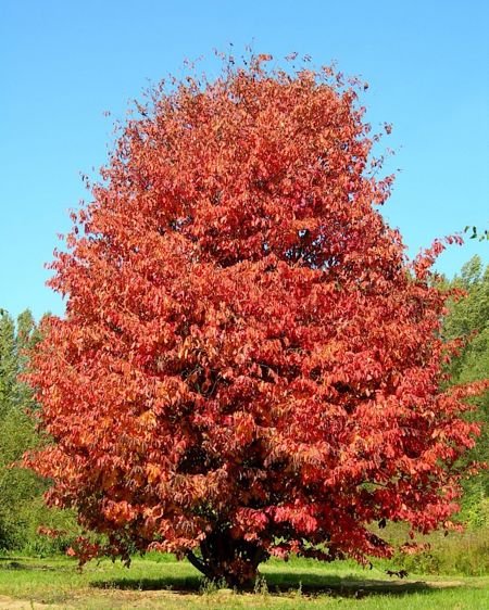 Parrotia persica (Persischer Eisenholzbaum)