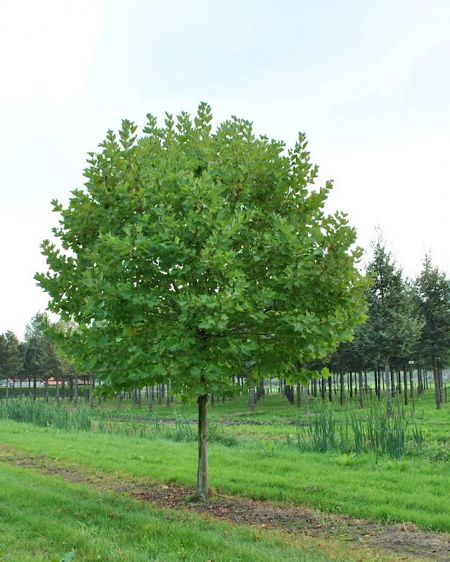 Platanus hispanica (Ahornblättrige Platane)