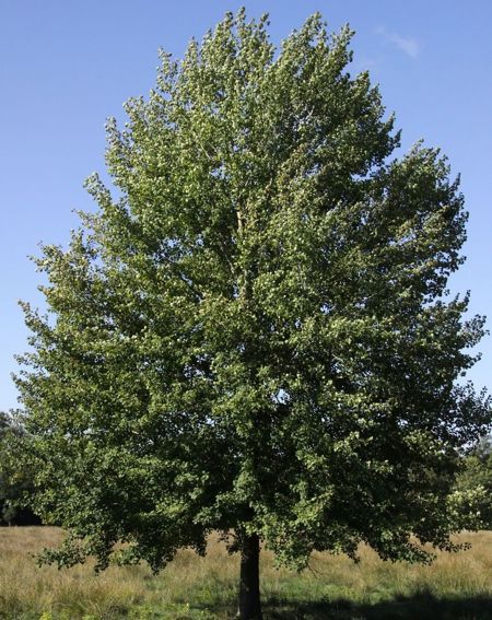 Populus tremula (Espe / Zitterpappel)