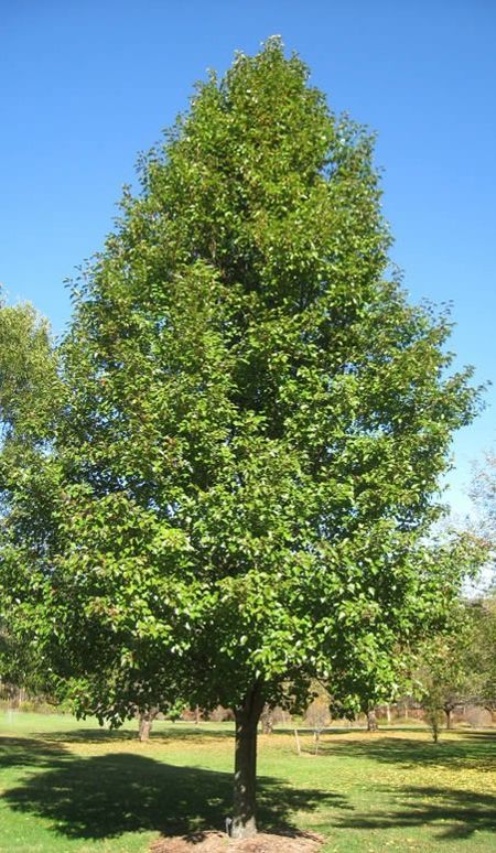 Pyrus calleryana (Chinesische Wildbirne)