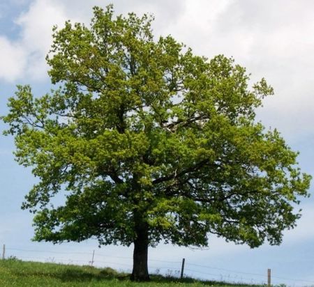 Quercus robur (Stieleiche)