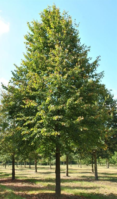 Tilia cordata (Winterlinde)