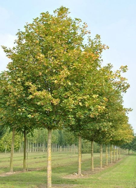 Acer campestre 'Elsrijk' (Kegel-Feldahorn)