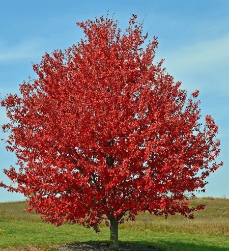 Acer rubrum 'Red Sunset' (Rot-Ahorn)