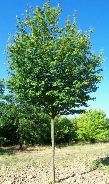 Amelanchier arborea 'Robin Hill' (Felsenbirne)